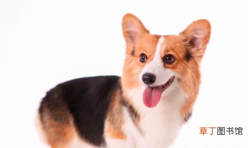 养狗人必知的狗狗呕吐情况 小狗不吃东西还吐怎么办