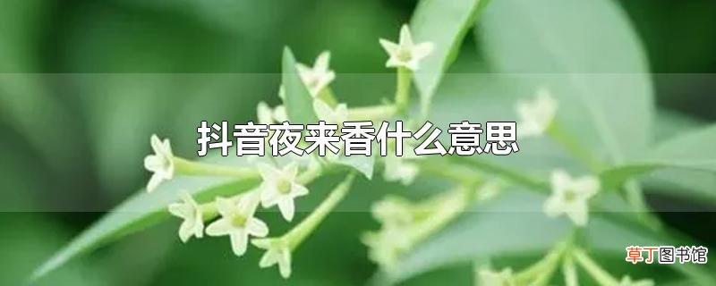 抖音夜来香什么意思