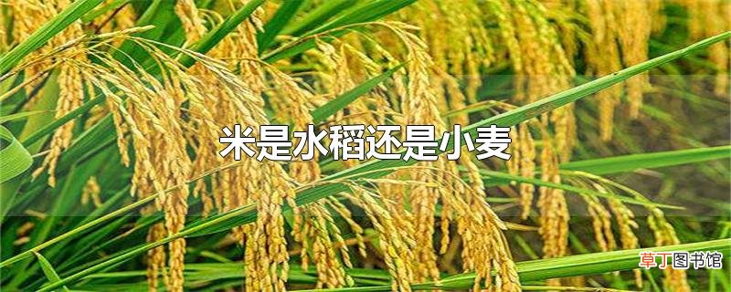 米是水稻还是小麦