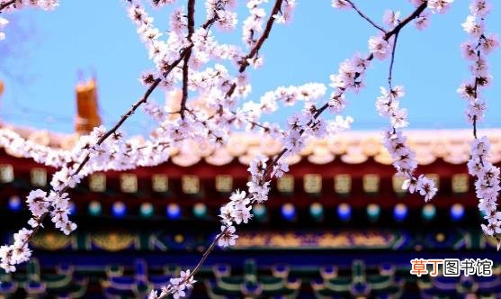 踏青赏花正当时 赏花后如何护理防过敏