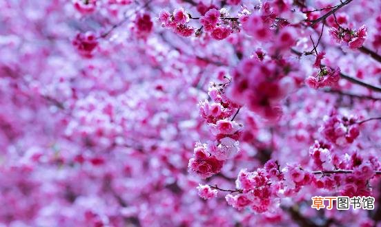 踏青赏花正当时 赏花后如何护理防过敏
