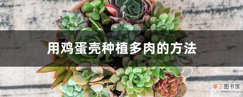 用鸡蛋壳种植多肉的方法