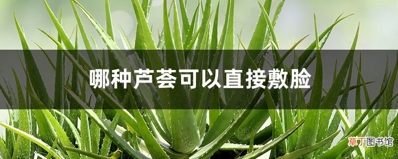 哪种芦荟可以直接敷脸