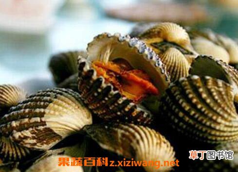 泥蚶的功效与作用