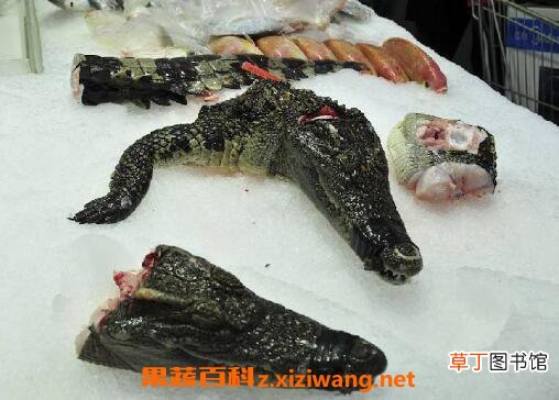 鳄鱼胆的功效与禁忌鳄鱼胆能治什么病