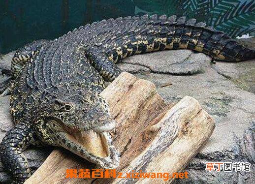 鳄鱼胆的功效与禁忌鳄鱼胆能治什么病