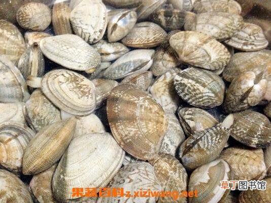 花蛤如何去沙 活花蛤吐沙最快的方法