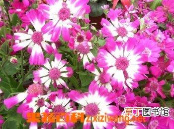 秋叶菊的功效与作用