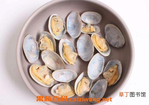 蛤蜊怎么洗 如何洗蛤蜊才能洗干净