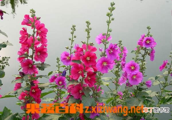蜀葵的功效和作用
