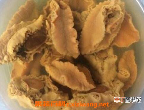 干鲍鱼如何泡发 最简单的干鲍鱼泡发方法