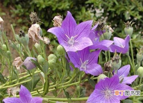 桔梗的功效与作用点-桔梗的用法用量