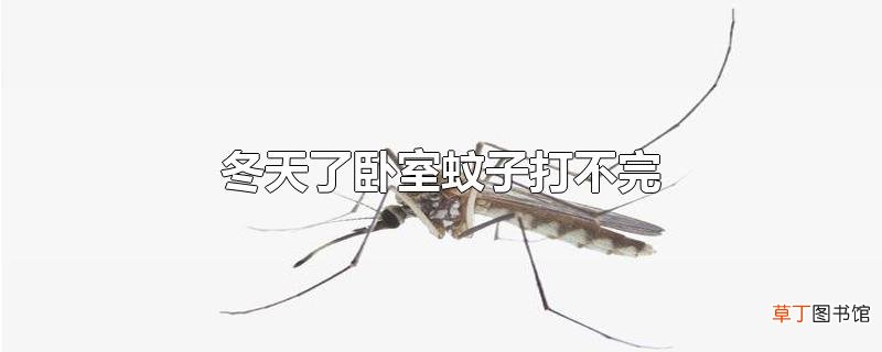 冬天了卧室蚊子打不完