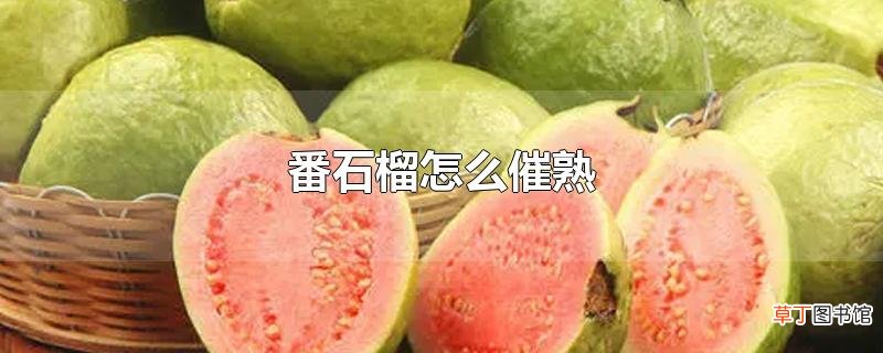 番石榴怎么催熟