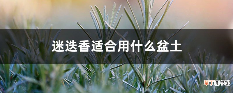 迷迭香适合用什么盆土