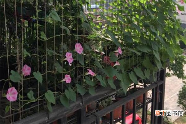 她用一根线就把花养成了瀑布,美到记者都来采访