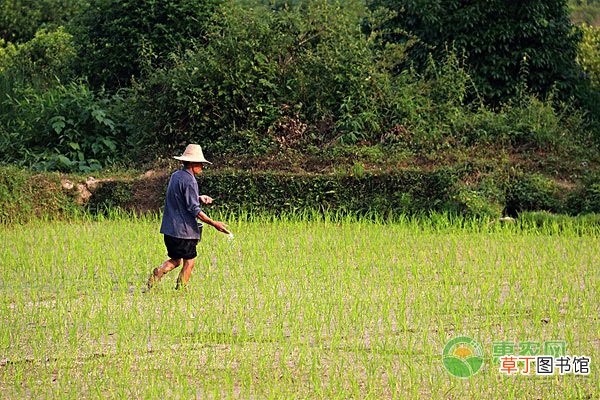 芒种的由来是什么？芒种三候是什么意思？