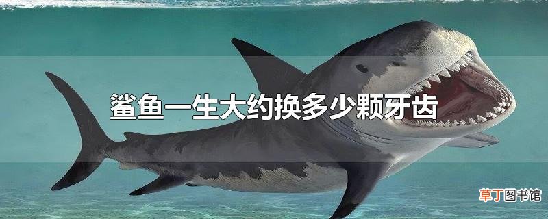 鲨鱼一生大约换多少颗牙齿