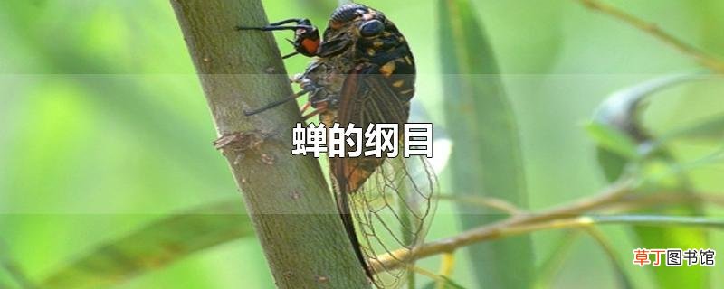 蝉的纲目