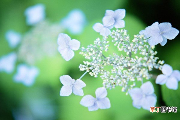 花卉常见的病害类型 – 花百科