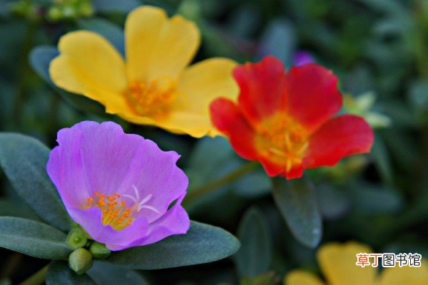 大花马齿苋的养殖方法 – 花百科