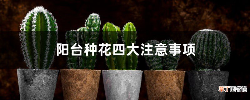 阳台种花四大注意事项