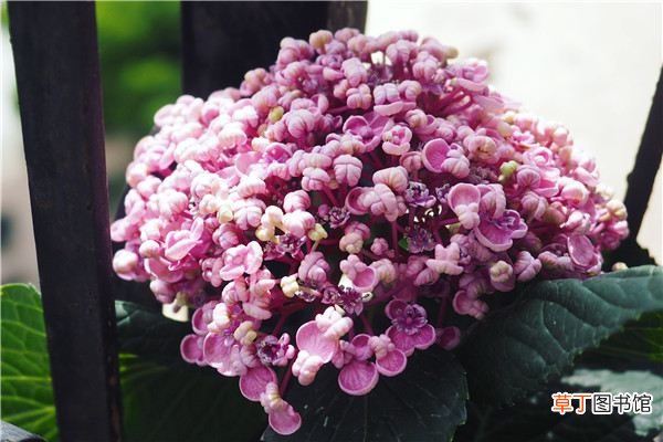 月季里有大菊花,绣球里有爆米花,花里竟然有间谍