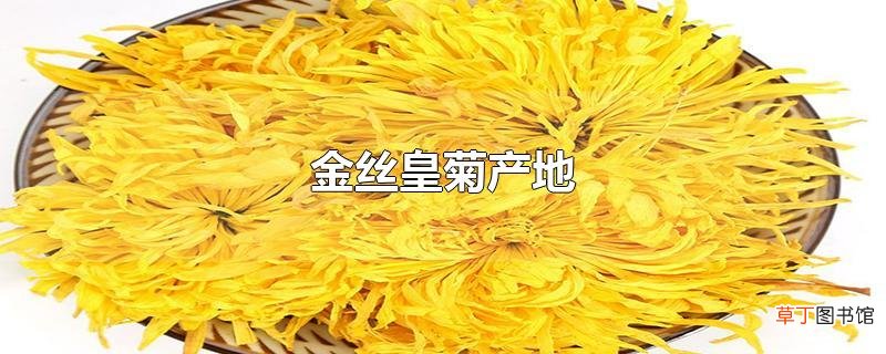 金丝皇菊产地