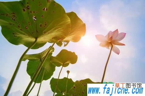 夏至后天气会怎样 2021夏至后天气就越来越热了吗