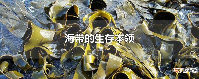 海带的生存本领