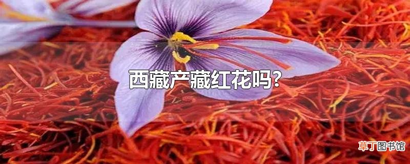 西藏产藏红花吗?