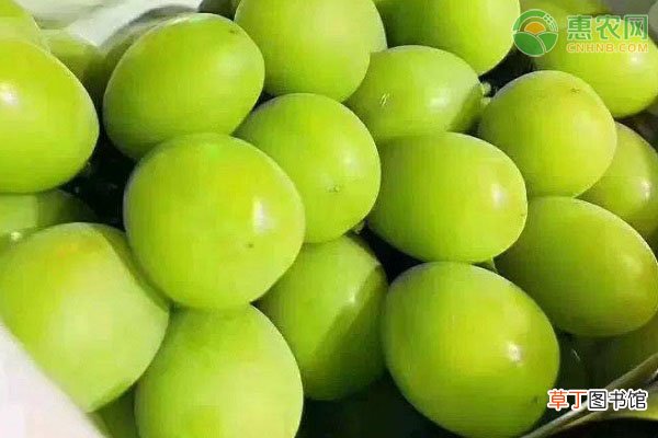 阳光玫瑰葡萄和晴王葡萄区别是什么？