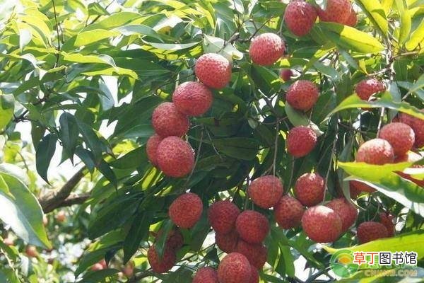 6月上市的水果有哪些？这几种正当季！