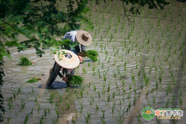 2021年芒种是哪一天?有哪些习俗?