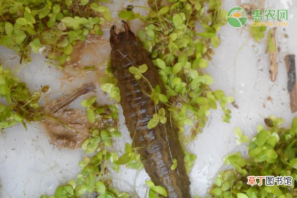 菲牛蛭产地分布在哪里？有哪些价值？