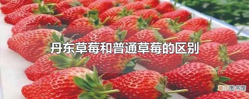 丹东草莓和普通草莓的区别