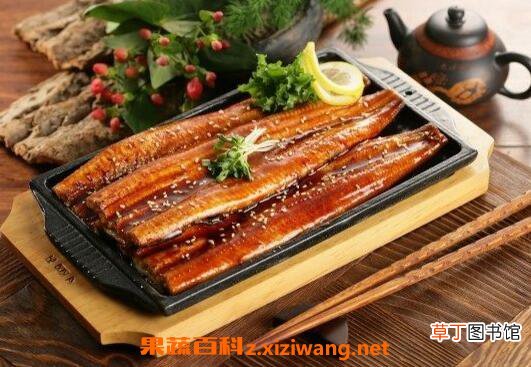 长江鳗鱼的功效与作用