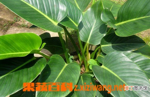 万年青有毒吗 万年青的种类