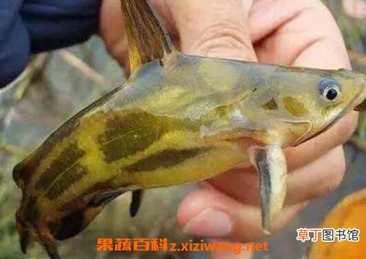 长须黄颡鱼的功效与作用