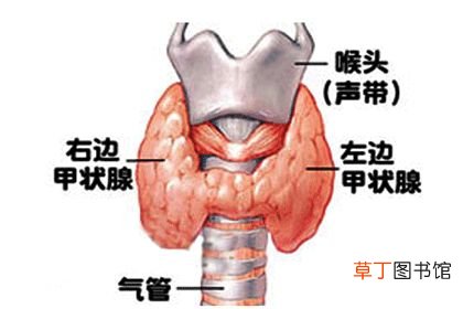 促甲状腺激素偏高怎么回事-促甲状腺激素偏高什么原因造成的