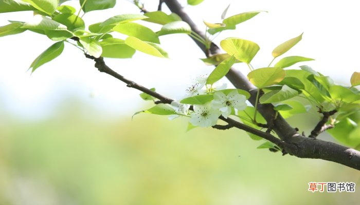 东风拂面是什么季节