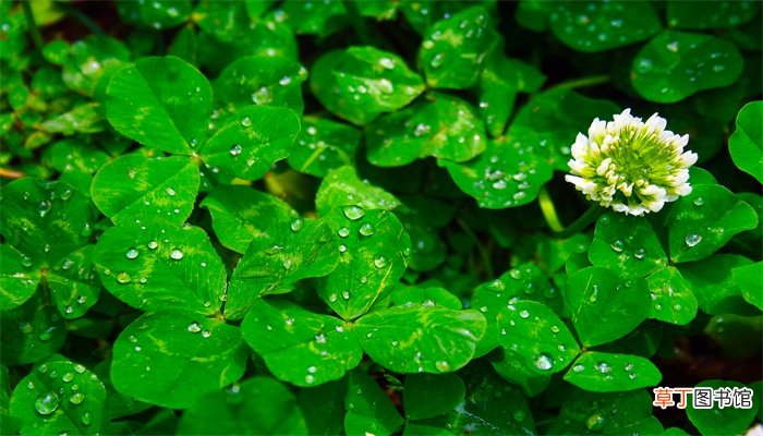 露珠晶莹是什么季节
