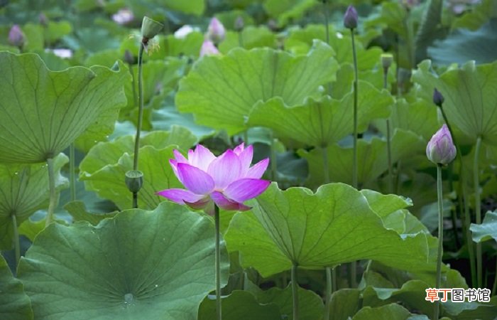 荷花是什么季节开的