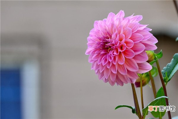 夏天越热越晒,这些花开的越好