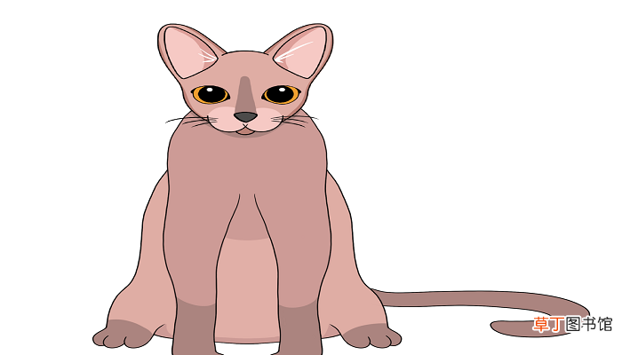 没有毛的猫叫什么名字