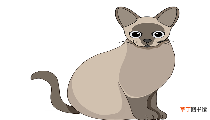 没有毛的猫叫什么名字