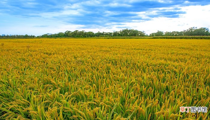 芒种是什么季节