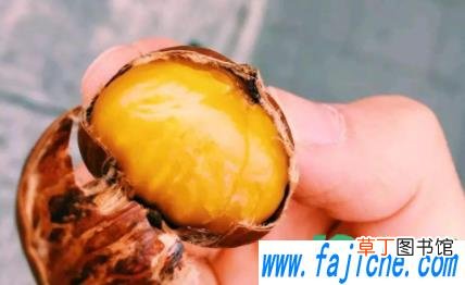 板栗皮难剥是因为没熟么 板栗里面的薄皮怎么剥容易掉