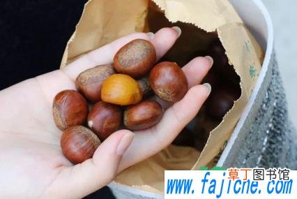板栗皮难剥是因为没熟么 板栗里面的薄皮怎么剥容易掉