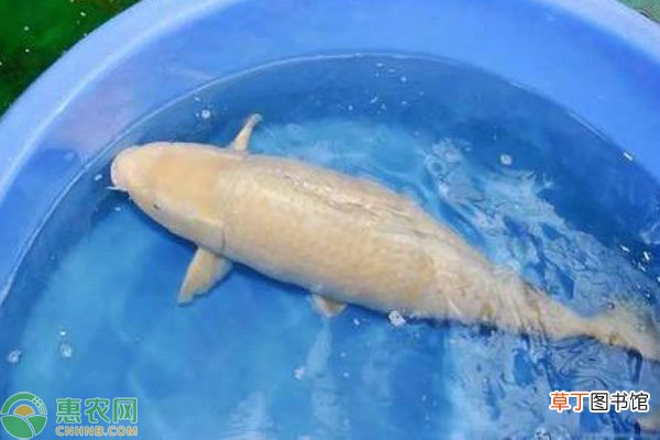 茶鲤产地在哪里?与普通锦鲤有什么区别?